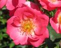 Chuckles rose photo