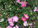 Max Graf rose photo