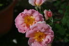 Hero ® rose photo