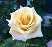Gift of Love rose photo