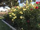 Mellow Yellow ™ rose photo