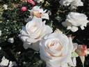 Royal Copenhagen rose photo