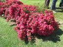 Amadeus ® rose photo