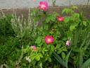 Asta rose photo