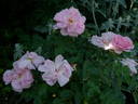 Astra rose photo