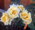 Hugs rose photo