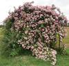 Blush Rambler rose photo