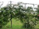 Partridge rose photo