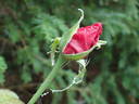 Erotika ® rose photo