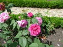 Amédée de Langlois rose photo
