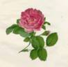 <i>Rosa francofurtana</i> Borkh. rose photo