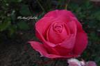 Mullard Jubilee rose photo