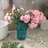 Lady Carolina rose photo