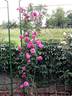 Deuil de Dr. Reynaud rose photo