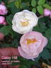 Daisy Hill rose photo