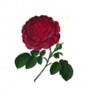 Papaverina major rose photo