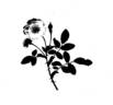 R. sempervirens rose photo