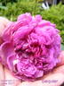 Séquier rose photo