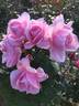 Julie ® rose photo