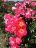 Alex Lutz® rose photo