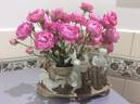 Dick Koster rose photo