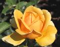 Copper Queen rose photo