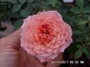 André Turcat rose photo
