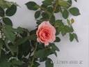 André Turcat rose photo
