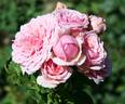 Happy Summers rose photo