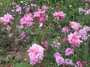 Jean Bach-Sisley rose photo