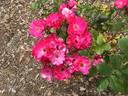 Mevrouw van Straaten van Nes rose photo