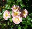 Pure of Heart rose photo