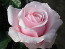 Bride and Groom rose photo
