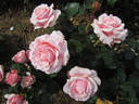 Bride and Groom rose photo