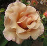 Cafe au Lait rose photo
