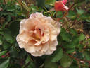 Cafe au Lait rose photo
