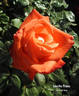 Lesotho Prince rose photo
