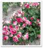 Czeslaw Milosz ® rose photo