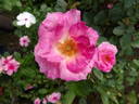 Fido rose photo