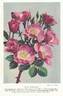 Else Poulsen rose photo