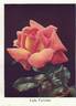 Lady Forteviot rose photo