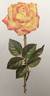 American Heritage ® rose photo
