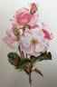 Else Poulsen rose photo