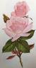 Pink Bountiful rose photo
