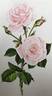 Dr. W. Van Fleet rose photo