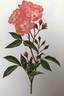 Belinda rose photo