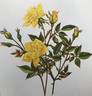 Baby Gold Star rose photo