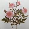 Bo-Peep rose photo