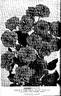 Elmshorn rose photo