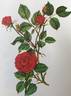 Blaze rose photo